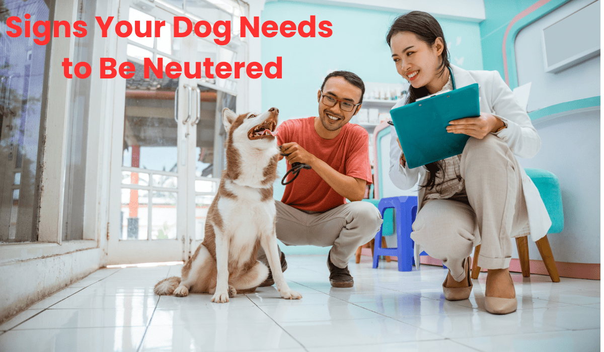 Signs Your Dog Needs to Be Neutered