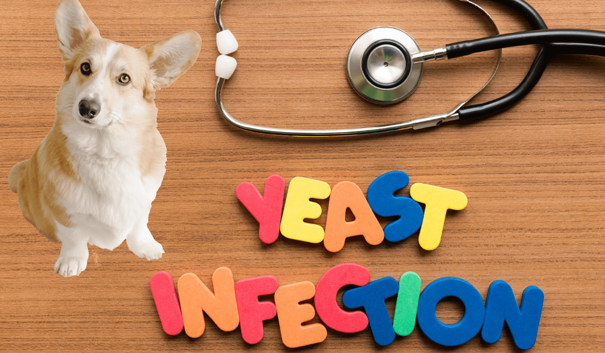 dog yeast infection home remedy_-min